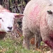 Four sheep have been killed and others maimed and left bloodstained in savage attacks by dogs