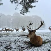 Visitors can explore 1,000 acres of beautiful deer park and nature walks for just £3.25 as part of a special winter offer