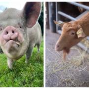 Martha, the Middle White pig and Emily, the Golden Guernsey goat are available for adoption