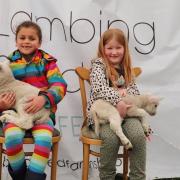 Children are invited to meet new born lambs at The Lambing Shed