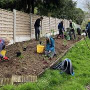 Volunteers plant a new fruit bed at Crosstown Community Orchard