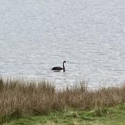 Black swans are not native to the UK, but that makes them all the more unusual