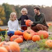Farmers warned about the pitfalls pumpkin picking could cause if the correct insurance is not in place