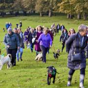 Celebrity dog lover Clare Balding joins hundreds of pet owners for a winter walk at Tatton Park