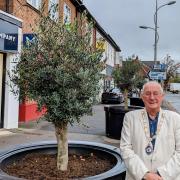 Cllr Jon Newell with some of the olive trees on Alderley Road