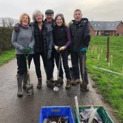 A team of villagers who planted daffodil bulbs earlier this year are now appealing for volunteers to help plant hedgerows