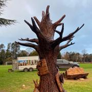 Chainsaw wood sculptor Andy Burgess has carved a memorial tree in the grounds of Radbroke  Hall