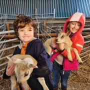 You can experience lambing season at this family run farm in High Legh