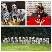 Top left, Ace, Obi and Dot, right, Rebecca Tavill with Ace at Crufts and, below, the 13 pups