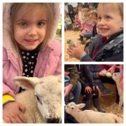 Children snuggle newborn lambs and hold day-old chicks at Bidlea Dairy