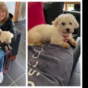 Missing dog Daisy reunited with owner Chris Walsh after 48 hours on the run