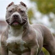 Stock image of an XL Bully type dog