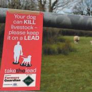 Farmers are putting up signs to warn people of the dangers of dogs attacking sheep