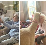 Cuddling alpacas brings comfort and joy to elderly residents at Brookview Bupa Care Home in Alderley Edge