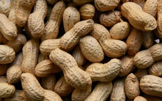 NHS England has secured a treatment to peanut allergies called Palforzia (Canva)