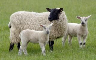 Baby lambs have been killed by dogs in the latest savage attack on livestock in Cheshire
